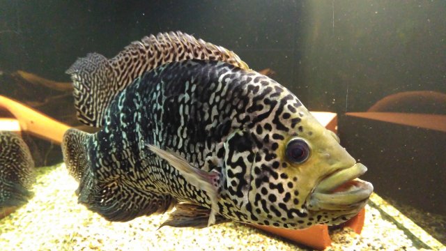 Largest Jaguar cichlid? | MonsterFishKeepers.com