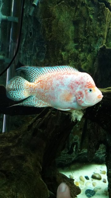 f1 flowerhorn