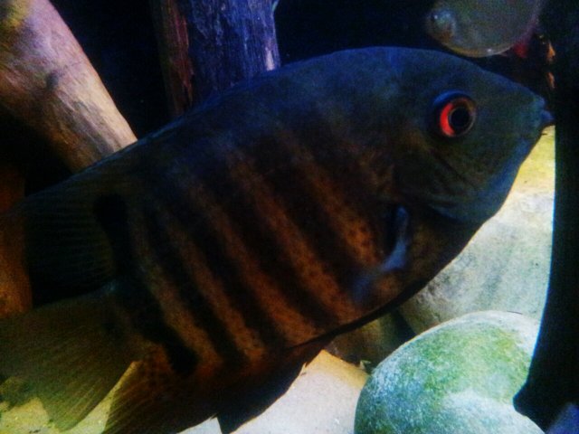 2014-03-29 01.27.56severum 2.jpg