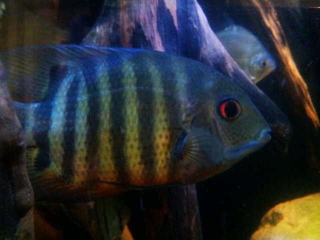 2014-03-28 20.33.22severum.jpg