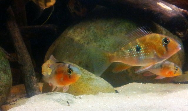 Ram and threadfin.jpg