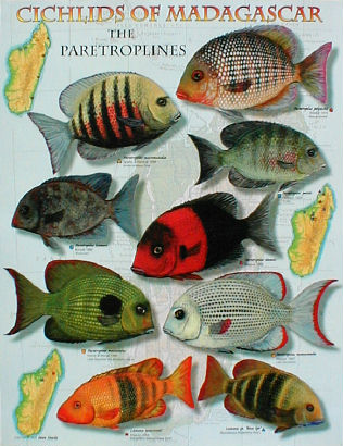 madagascar-cichlids.jpg