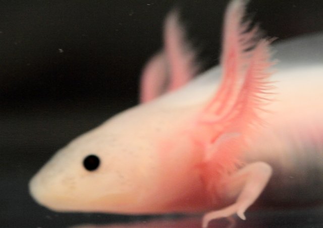 Axolotls For Sale Monsterfishkeepers Com