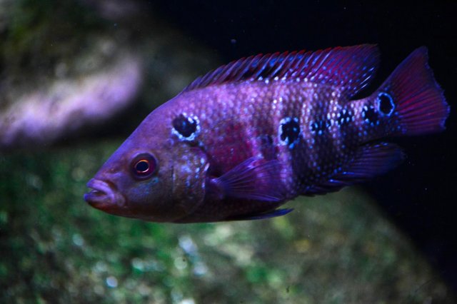 target fish for flowerhorn