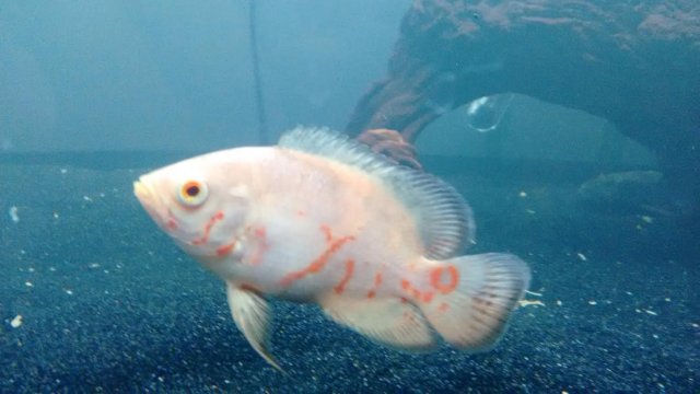 atlantic salmon eggs