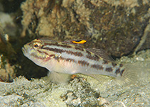 crested goby.jpg