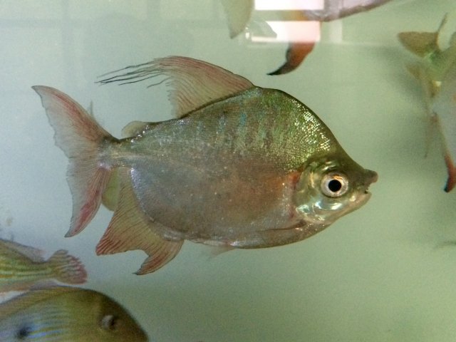 What's this one's scientific name | MonsterFishKeepers.com