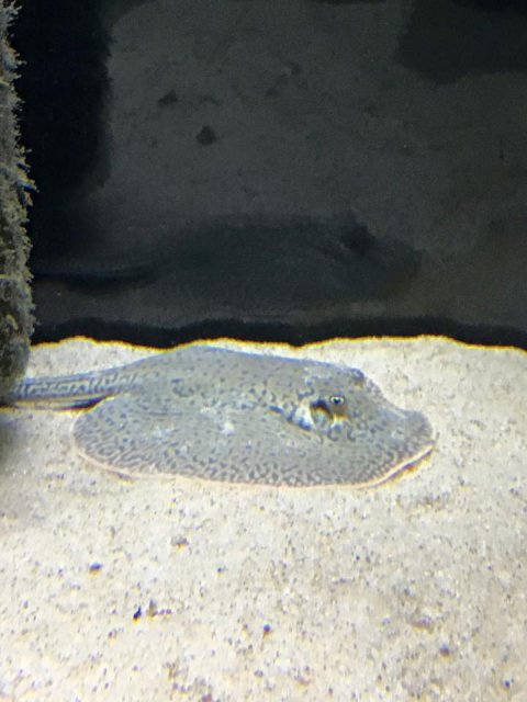 baby stingray 1.jpg