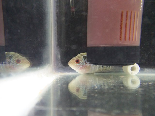 flowerhorn not active