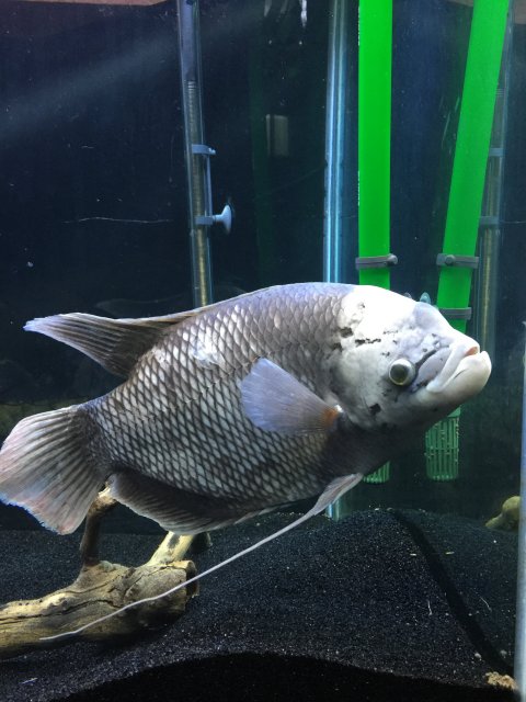 Giant best sale gourami care