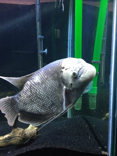 Finally got my Dream Giant Gourami!!! | MonsterFishKeepers.com