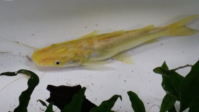 Cats # 11 Hybrid Golden Catfish.jpg