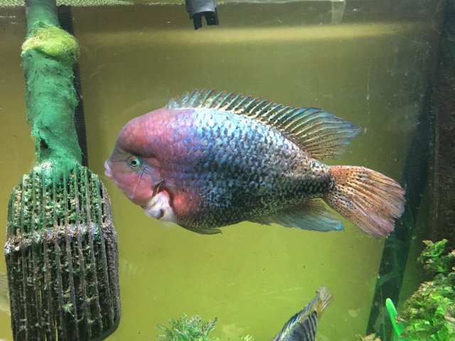 quetzal cichlid