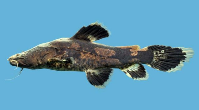 Cephalosulurus Albomarginatus jpg.jpg