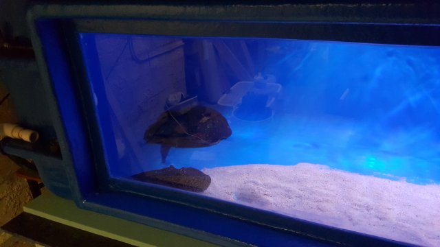 600 gallon fiberglass tank with window | MonsterFishKeepers.com