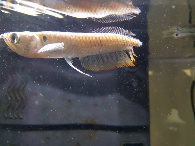 arowana tail split