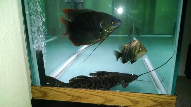 Sailfin Pim Catfish2.jpg