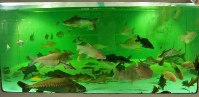 Group, tank 2-1 Mar 2016 1.JPG