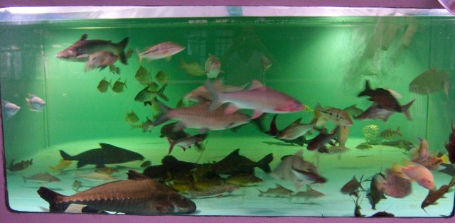 Group, tank 2-1 Mar 2016 2.JPG