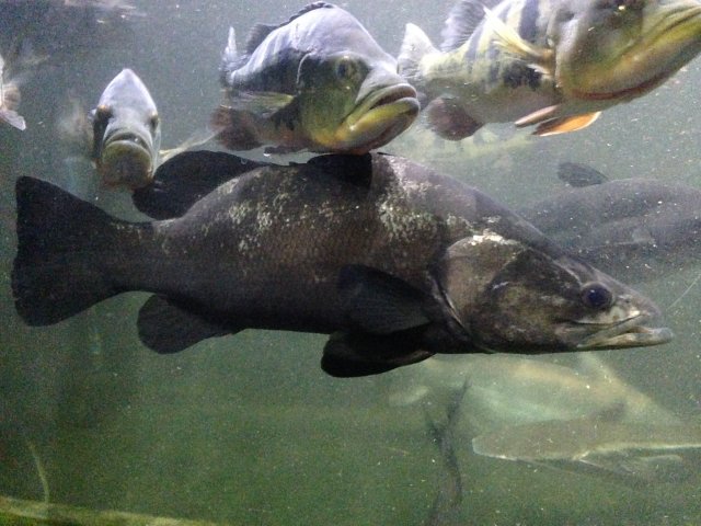 Nile Perch Monsterfishkeepers Com