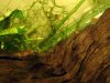 shrimp tank003.jpg