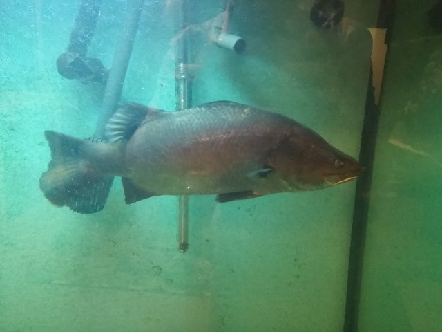 For Sale Nile Perch 150 00 Fergus On Pickup Only Monsterfishkeepers Com