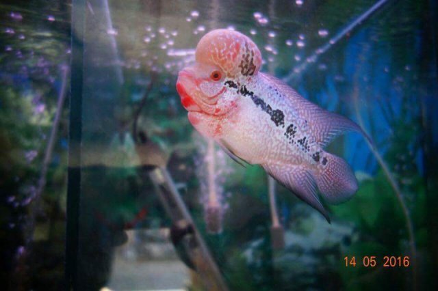 srd magma flowerhorn