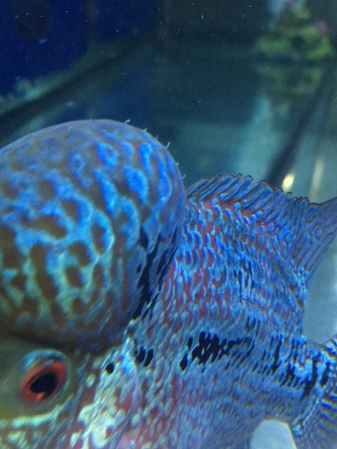 earthworm for flowerhorn