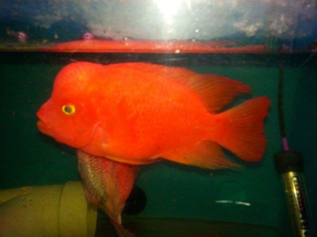 srm flowerhorn