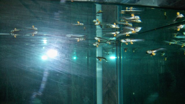 Arowana babies 1.JPG