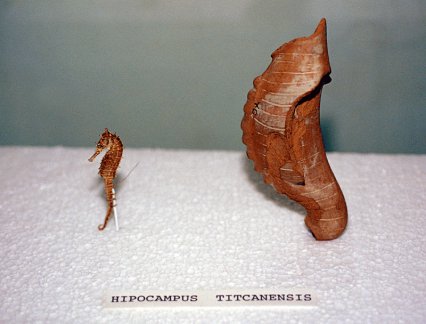 titicacaseahorse.jpg