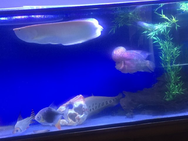 flowerhorn and arowana