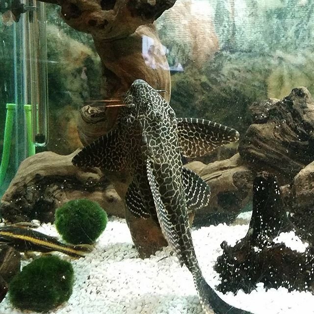 sailfin pleco wings out.jpg