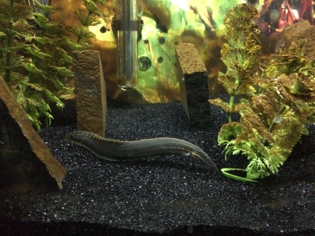 Eel clearance tank setup