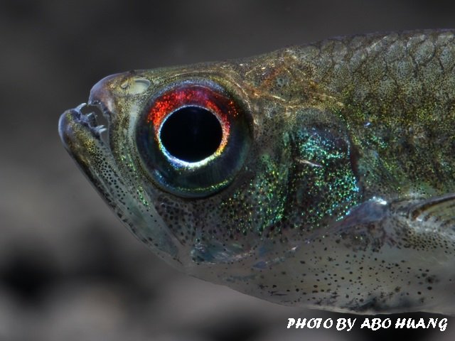 arowana tetra