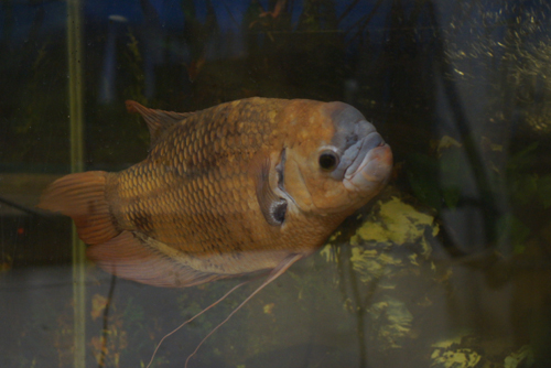 giant gourami.jpg