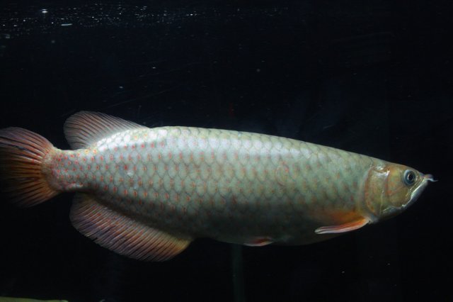 Leichardti arowana (Hao).jpg