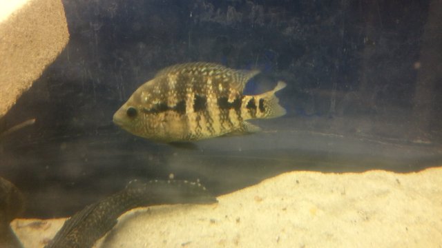 Jaguar x Jack Dempsey Cichlid | MonsterFishKeepers.com