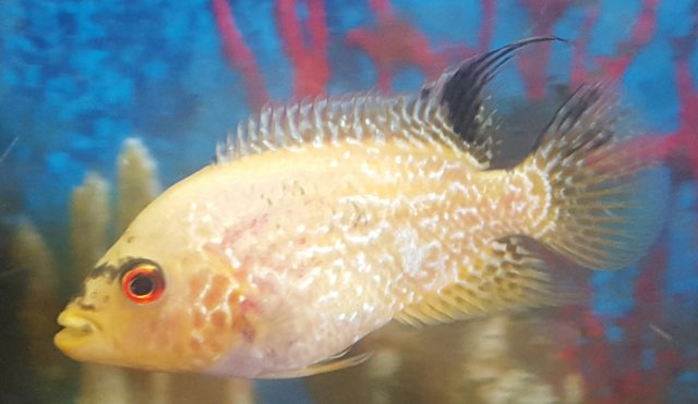 albino flowerhorn fish