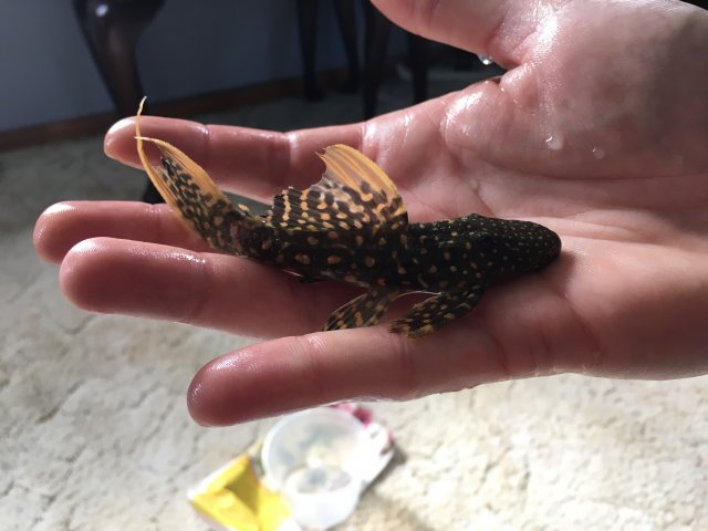 pleco fish petsmart