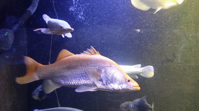 golden barramundi.jpg