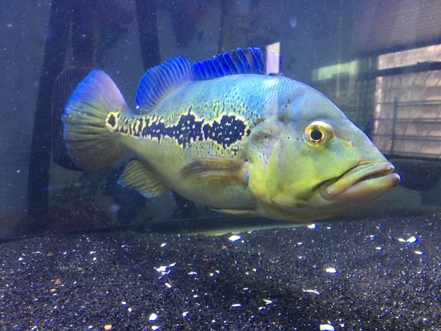 orino peacock bass