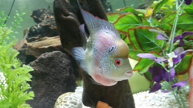 Flowerhorn-Parrot-Hybrid-1.jpeg