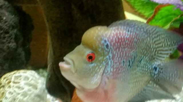 Flowerhorn-Parrot-Hybrid-2.jpeg