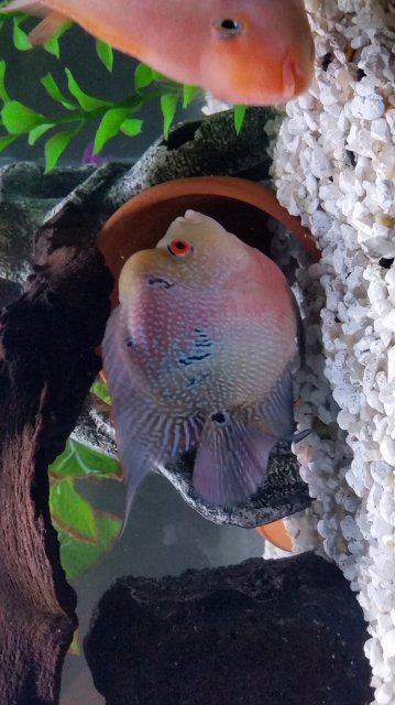 Flowerhorn-Parrot-Hybrid-4.jpeg