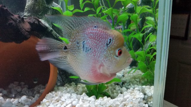 Flowerhorn-Parrot-Hybrid-5.jpeg