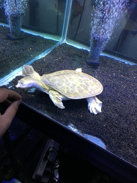 albino softshell turtle