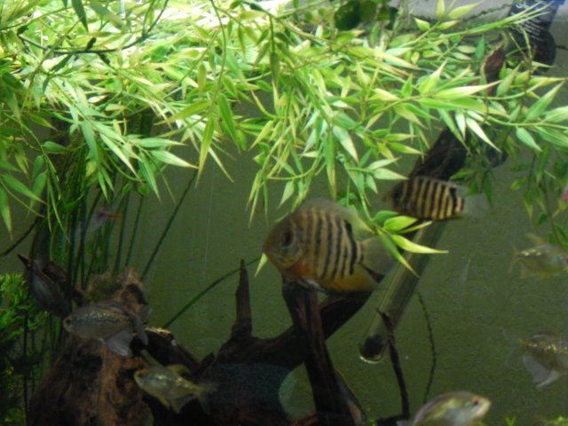 severum 019.JPG