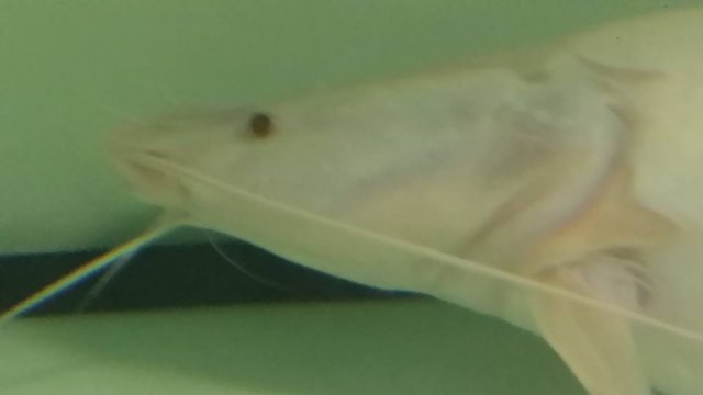 albino wyckii closeup eyes.jpg