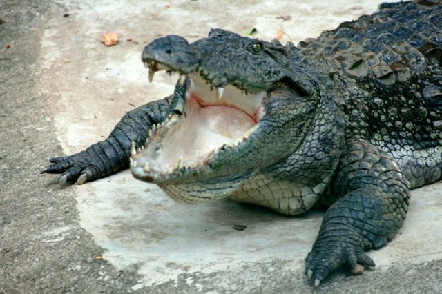 Mugger_crocodile_2.JPG